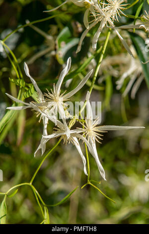 Small-leaved clematis (Clematis microphylla), closeup of four-petalled ...