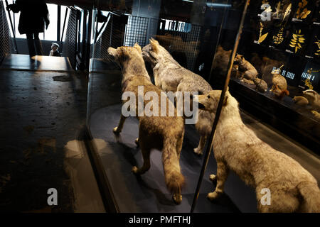 Stuffed wolves, bears in the Vidrinen in the Ruhr Museum in the coal mine on the Zeche Zollverein in Essen. Stock Photo