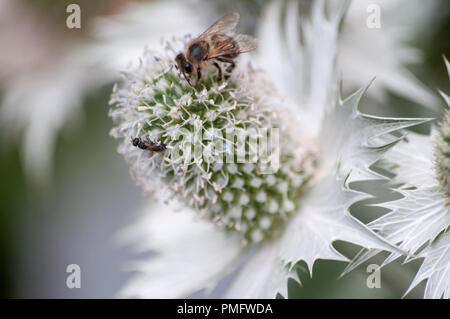 Close-up of Alpine Sea Holly with bee perching on it Stock Photo