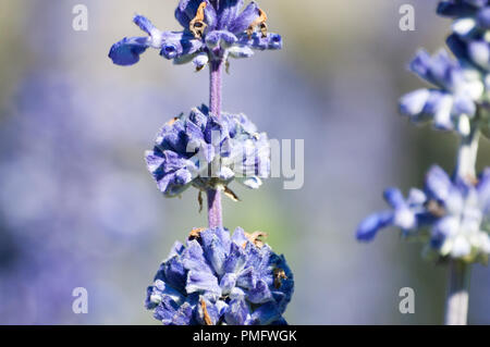 English Lavender plant blooming on meadow Stock Photo