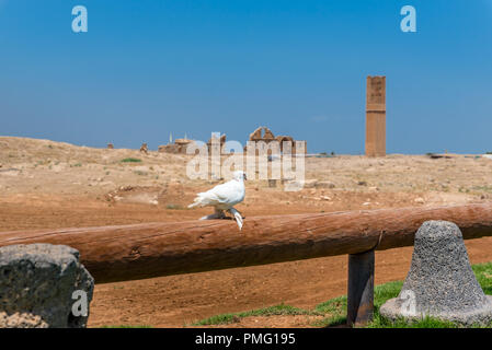 Ruins of University at Harran. It was one of main Ayyubid buildings of city, built in classical revival style.Sanliurfa,Turkey Stock Photo