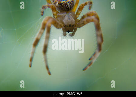 Macro spider pfotography Stock Photo - Alamy
