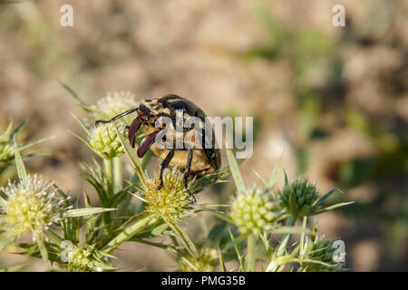 Sand beetle near the beach Stock Photo