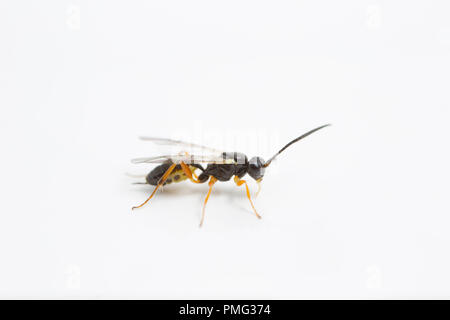 Gall wasp UK Stock Photo