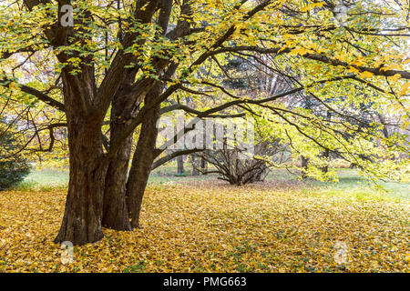 natural landscape scene with trees in park and fallen yellow leaves on the ground Stock Photo