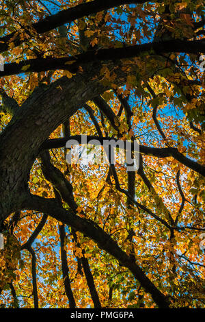 Low angle shot of a big maple (Acer) tree with many strong intertwining branches and colourful leaves like a piece of art on a golden autumn day in... Stock Photo