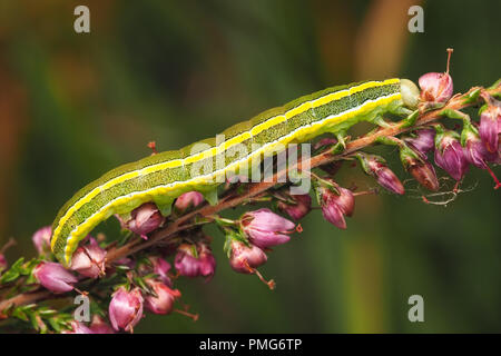 Broom Moth caterpillar (Ceramica pisi) crawling on heather. Tipperary, Ireland Stock Photo