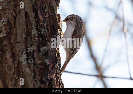 Tree creeper, (Certhia Familiaris), climbing on a tree trunk searching for food under the bark, Sweden. Stock Photo