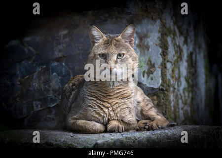 Jungle cat (Felis chaus) is a medium-sized cat. Sikkin, India. Stock Photo