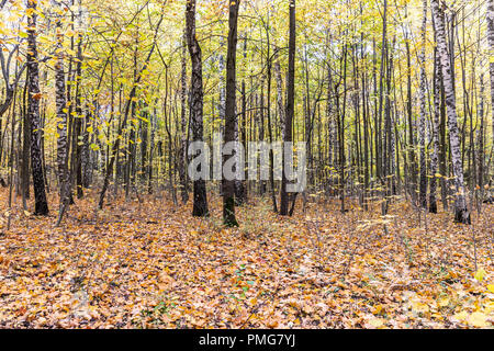 forest in autumn.  trees with yellow leaves and dry foliage on the ground Stock Photo