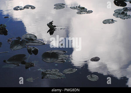 A wonderfully three dimensional feel is created by the lily pads floating on water that is reflecting a beautiful sky. Stock Photo