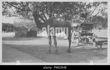 Black and white photograph on cardstock, with an image, of a large camel, standing in full-length, three-quarter view, in a park-like setting, with a two-story wooden cart, and a large tree in the background, likely collected as a tourist souvenir during a trip to South Asia (likely India), 1910. () Stock Photo