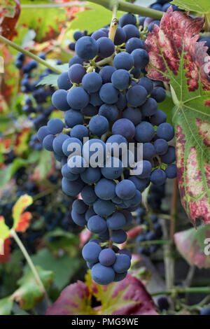 Bunch of fresh ripe blue grapes on a vine Stock Photo