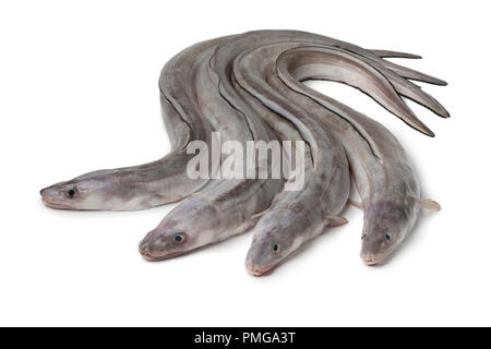 Fresh raw european conger eels  isolated on white background Stock Photo