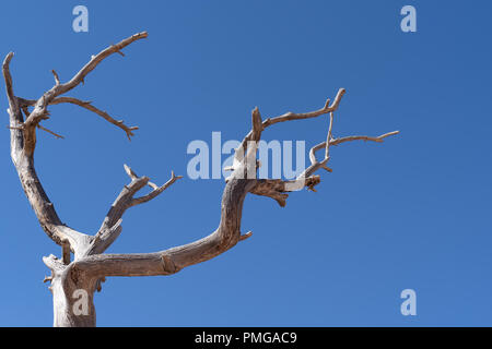 Twisted tree branches against a bright blue sky. Taken in Bryce Canyon National Park Stock Photo