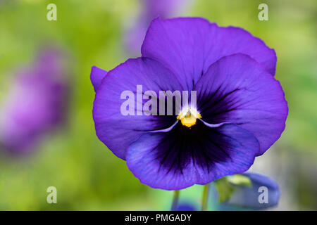 Close up of Blue Blotch Pansy against a blurred background Stock Photo