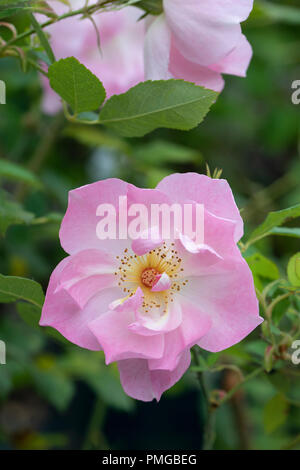 Close up of pale pink shrub rose - Rosa The Ladys Blush flowering in an English garden, UK Stock Photo