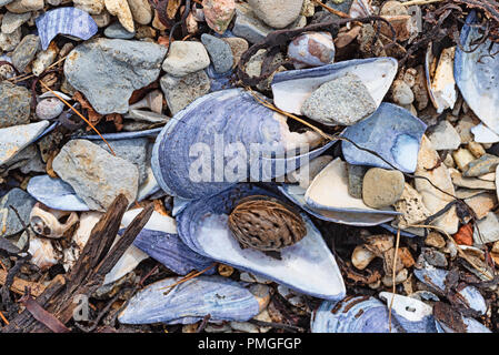 Top view of broken mussel seashells and seaweed washed up on shore with a dried walnut among colorful rocks. Stock Photo