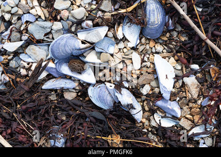 Broken mussel seashells and seaweed washed up on shore with a dried walnut among colorful rocks. Stock Photo