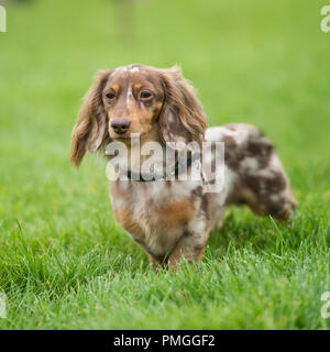 miniature longhaired dachshund Stock Photo