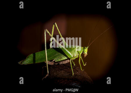 green cricket standing on a wooden surface. Stock Photo