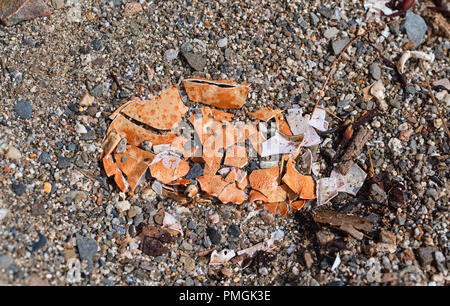 A broken sun bleached crab shell on a gravel beach. Stock Photo