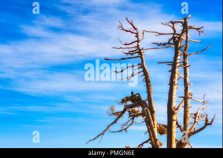 Copyspace available in this image of the top of a dead tree, it's branches contrasting against blue skies and white clouds at Crater Lake National Par Stock Photo