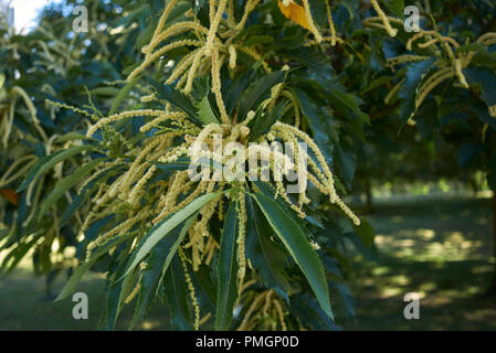Castanea sativa blossom Stock Photo