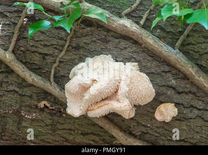 Tiered Tooth Fungus: Hericium cirrhatum. Sussex, UK Stock Photo