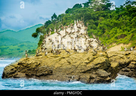 Outdoor view of group of pelicans resting at a rock beach in Pedernales Stock Photo