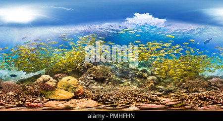 360 degree panoramic view of Coral Reef Fish New Caledonia