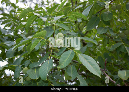Juglans regia branch with walnuts Stock Photo