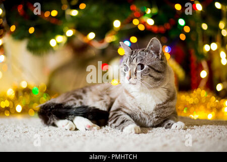 Large gray Cat without breed with blue eyes near the Christmas tree with garlands Stock Photo