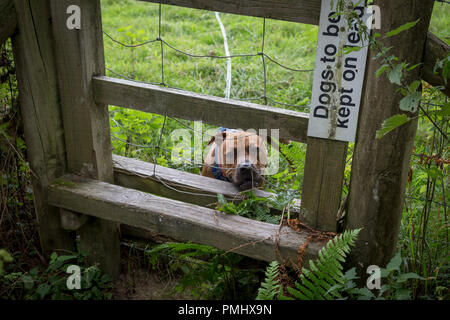 A Staffordshire Bull Terrier on a long lead peers through the wire of a stile in the English countryside, on 10th September 2018, near Lingen, Herefordshire, England UK. Before entering the field where sheep are grazing, all dogs are required to be on leads to avoid sheep worrying which can result in prosecution by irresponsible dog owners. Stock Photo