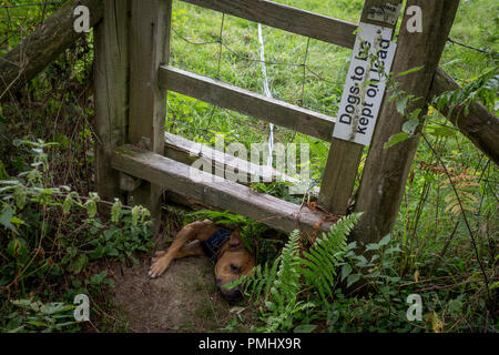 A Staffordshire Bull Terrier on a long lead peers through the wire of a stile in the English countryside, on 10th September 2018, near Lingen, Herefordshire, England UK. Before entering the field where sheep are grazing, all dogs are required to be on leads to avoid sheep worrying which can result in prosecution by irresponsible dog owners. Stock Photo