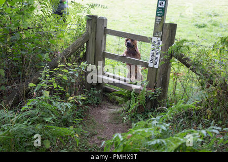 A Staffordshire Bull Terrier on a long lead peers through the wire of a stile in the English countryside, on 10th September 2018, near Lingen, Herefordshire, England UK. Before entering the field where sheep are grazing, all dogs are required to be on leads to avoid sheep worrying which can result in prosecution by irresponsible dog owners. Stock Photo