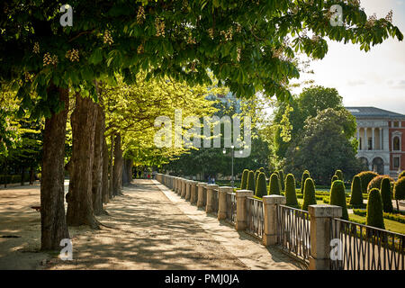Footpath with treelined of blooming chestnut in the city park with topiary trees on the background Stock Photo
