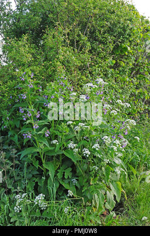 Common comfrey, Symphytum officinale, and Cow Parsley, Anthriscus sylvestris growing in a hedgerow. Stock Photo