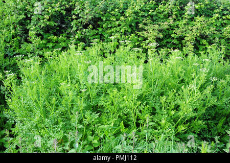 Wild Cerlery, Apium graveolens in bloom. Stock Photo