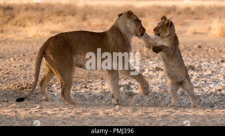 Cub and lioness Stock Photo