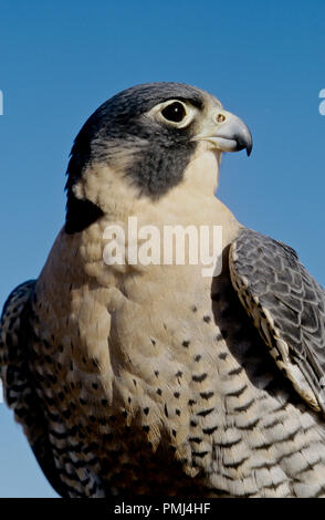 Peregrine falcon (captive; Falco peregrinus) at the World Center for Birds of Prey, Boise, Idaho USA