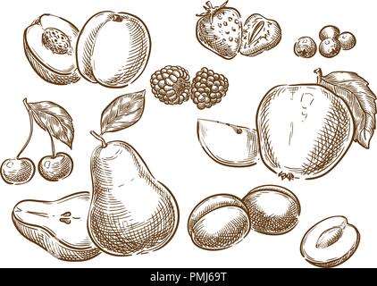Creative conceptual vector. Sketch hand drawn fruits illustration, engraving, ink, line art, vector. Stock Vector