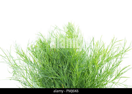 Dill grown in the UK and bought from a supermarket. Photographed on a white background. Dorset England UK GB. Stock Photo