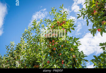 Royal Gala Apples on the tree in an orchard of South Tyrol / Trentino Alto Adige in northern Italy Stock Photo