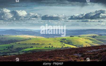 View over scenic countryside green hills from upland covered in blossom heather. Stiperstones, Shropshire Hills in United Kingdom Stock Photo