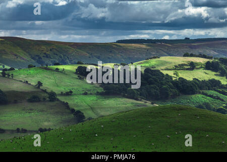 Grazing sheep on slopes of scenic green fields in Shropshire Hills, United Kingdom Stock Photo