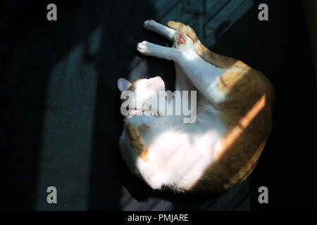 Cat ginger after playing Stock Photo