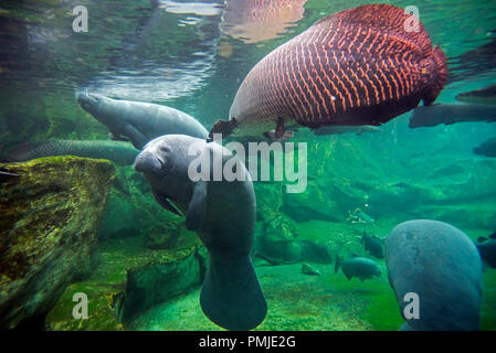 West Indian manatees / American manatee (Trichechus manatus) native to the West Indies and Caribbean swimming underwater with large fishes Stock Photo