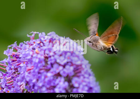 Hummingbird hawk-moth (Macroglossum stellatarum / Sphinx stellatarum) in flight feeding on Buddleja davidii flower in summer Stock Photo