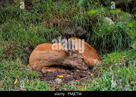 European roe deer (Capreolus capreolus) female / doe sleeping in grassland / meadow in summer Stock Photo